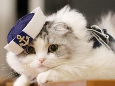 猫咪最新网页版网址，探索知识海洋，启程自信与成就感的探索之旅