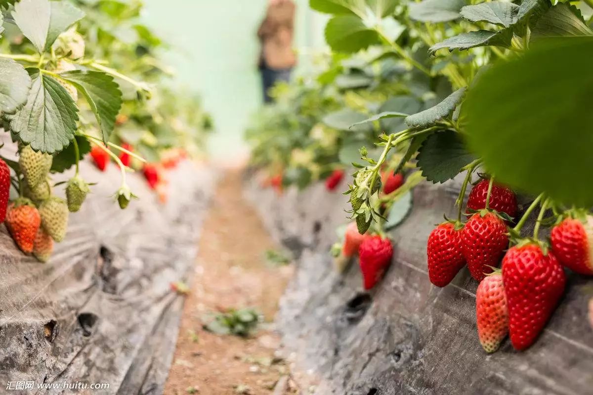 草莓种植最新科技