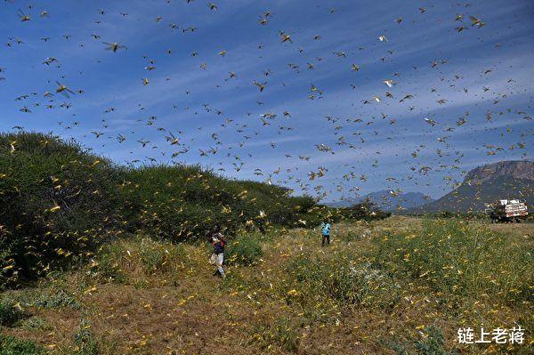 普洱蝗灾实时更新，最新消息与动态