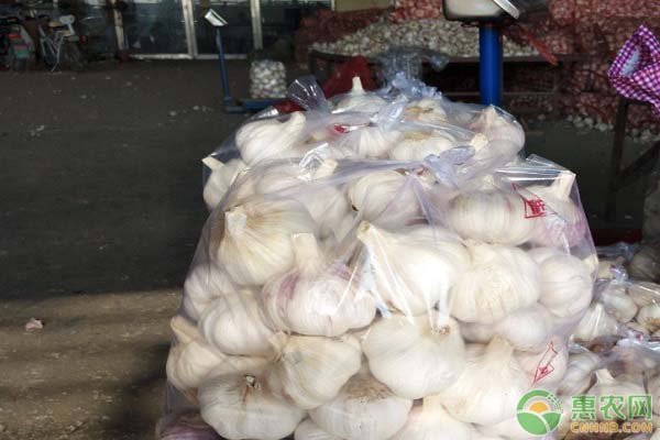 金乡今天大蒜最新行情,金乡今天大蒜最新行情