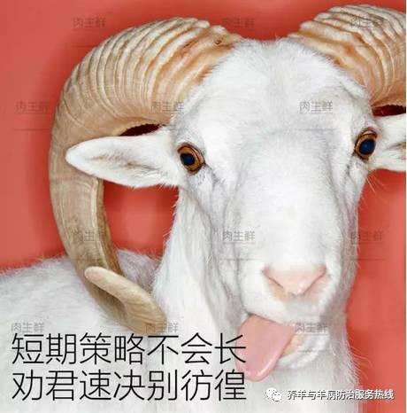 羊价之旅，成长、自信与成就感的征途