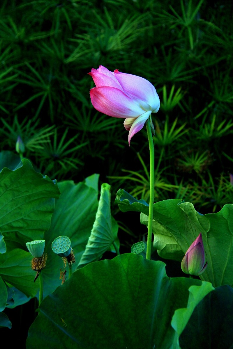 荷最新,荷最新，如何完成某项任务或学习某种技能的详细步骤指南