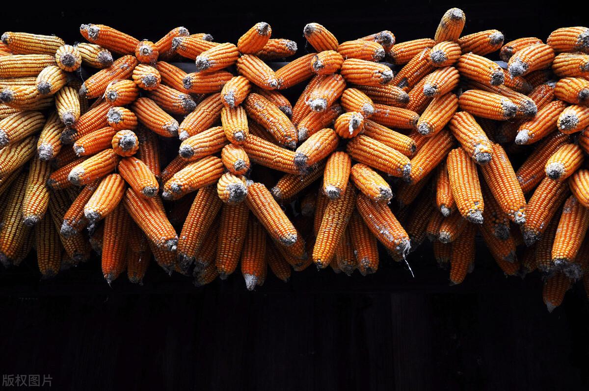 今日小麦价格最新消息