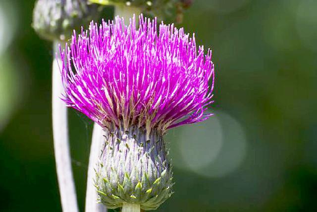 最新肺炎情感语录及其编写指南