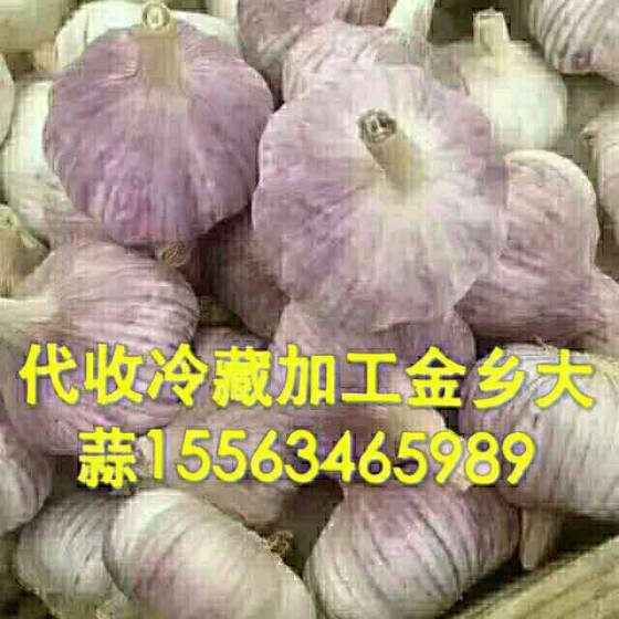 今日金乡大蒜价格行情