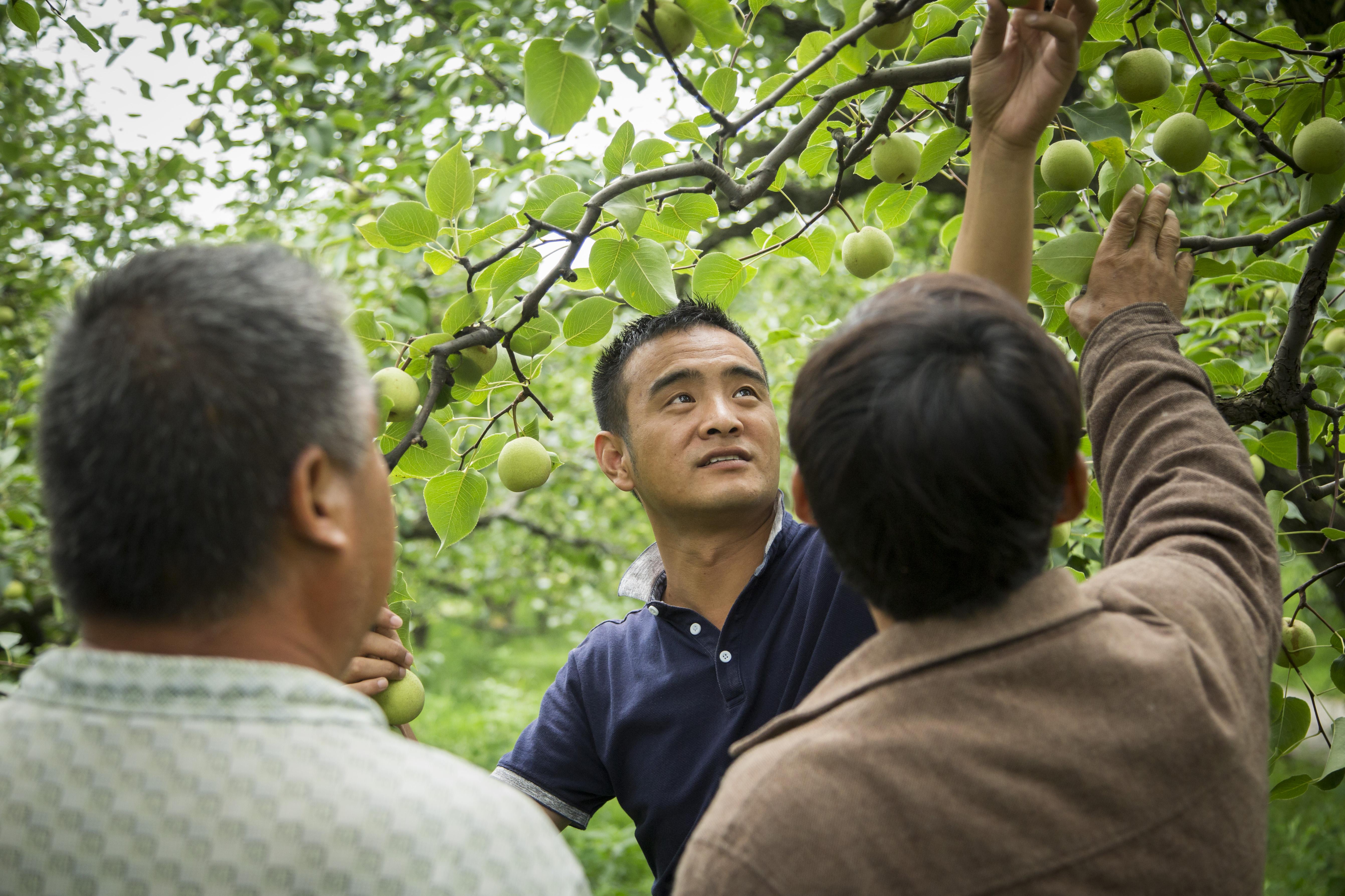 最新农产品价格概览及市场动态分析