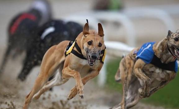 灵缇比赛的奔跑之道，友情与家的温馨汇聚