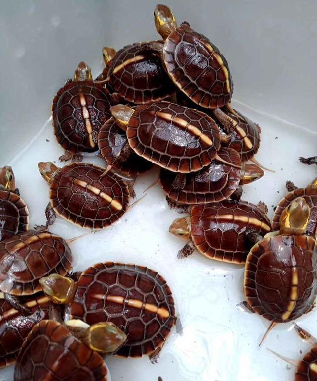 黄缘龟价格走势，与自然美景的邂逅带来内心的宁静之旅