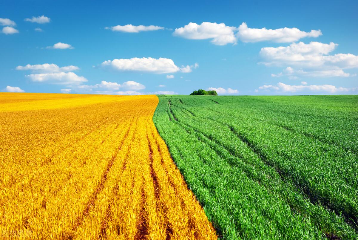 农业股票行情深度解析与个人看法