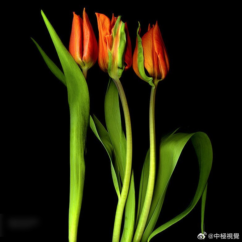 当季郁金香精选，绽放的美丽与艺术价值展现缤纷魅力