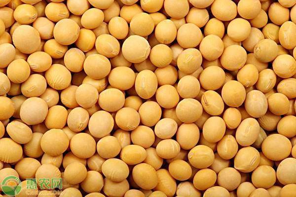 黄豆什么价格一斤