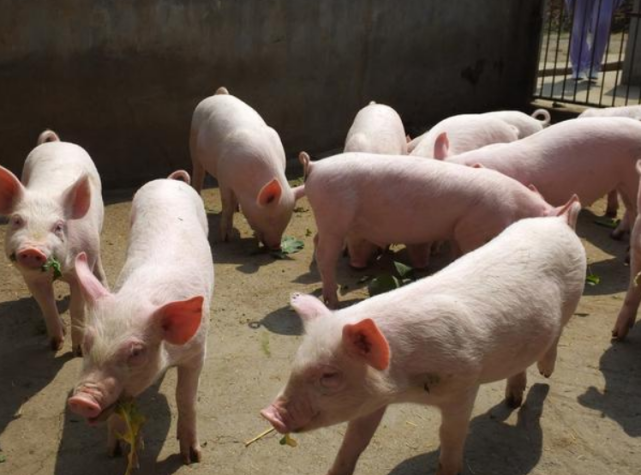 湖北生猪最新价格指南，今日行情及详细步骤查询