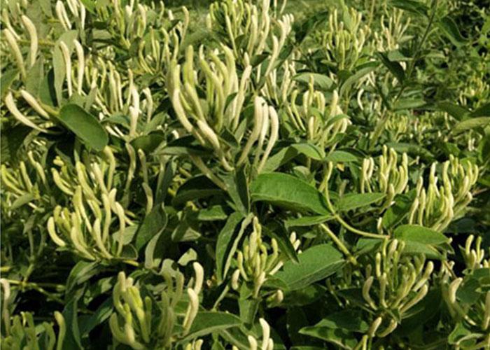 金银花行情走势深度解析,探寻变化中的机遇与自我超越之旅