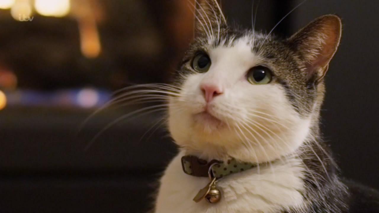 猫咪最新网站，高科技产品介绍一网打尽