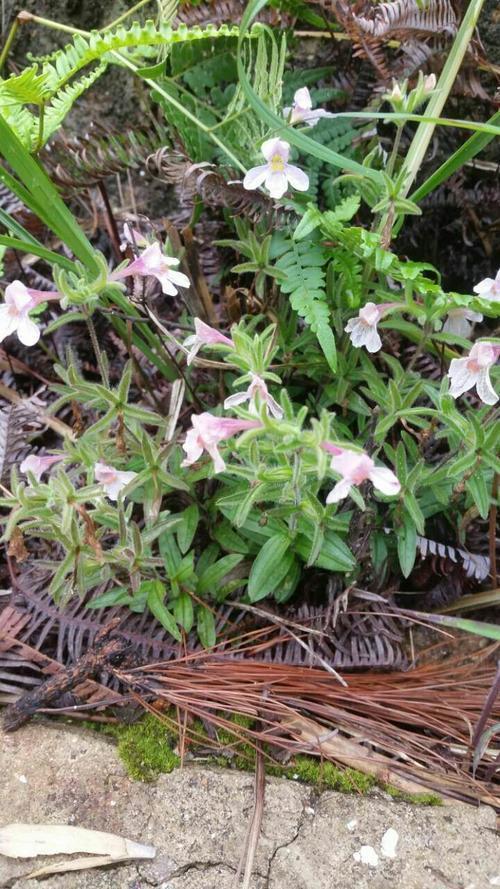鹿茸片价格揭秘,全面解析市场走势与价格水平!