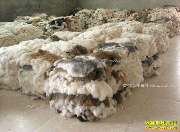 兔皮最新价格揭秘，小巷中的秘密探秘之旅