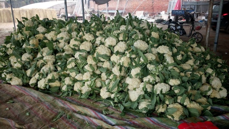 松花菜价格行情,松花菜价格行情深度解析