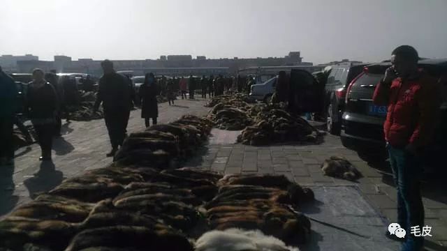 今日大营皮毛价格行情概览