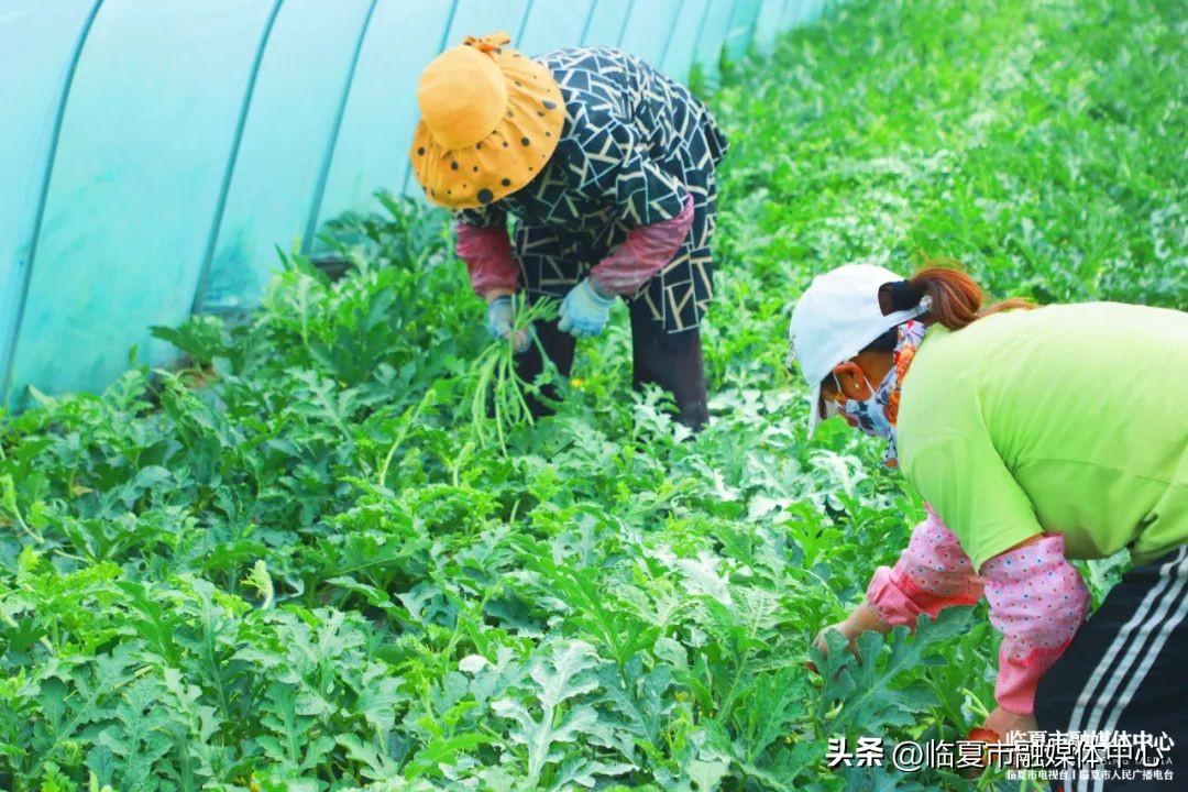 2017年西瓜价格行情分析与购买策略指南